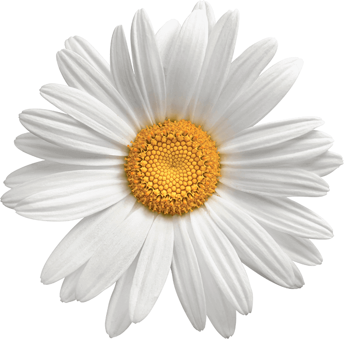 Daisy Png Clipart Free PNG Image