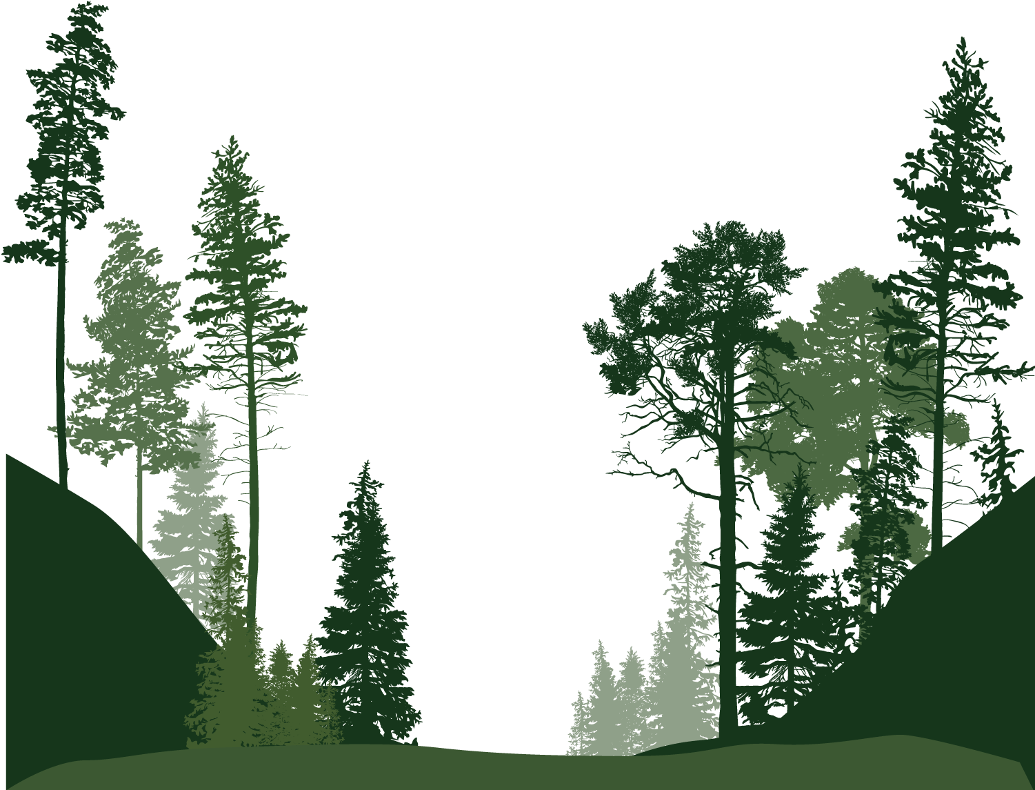 Download Forest Png Image File - Tree Vector Clipart Png Download - PikPng