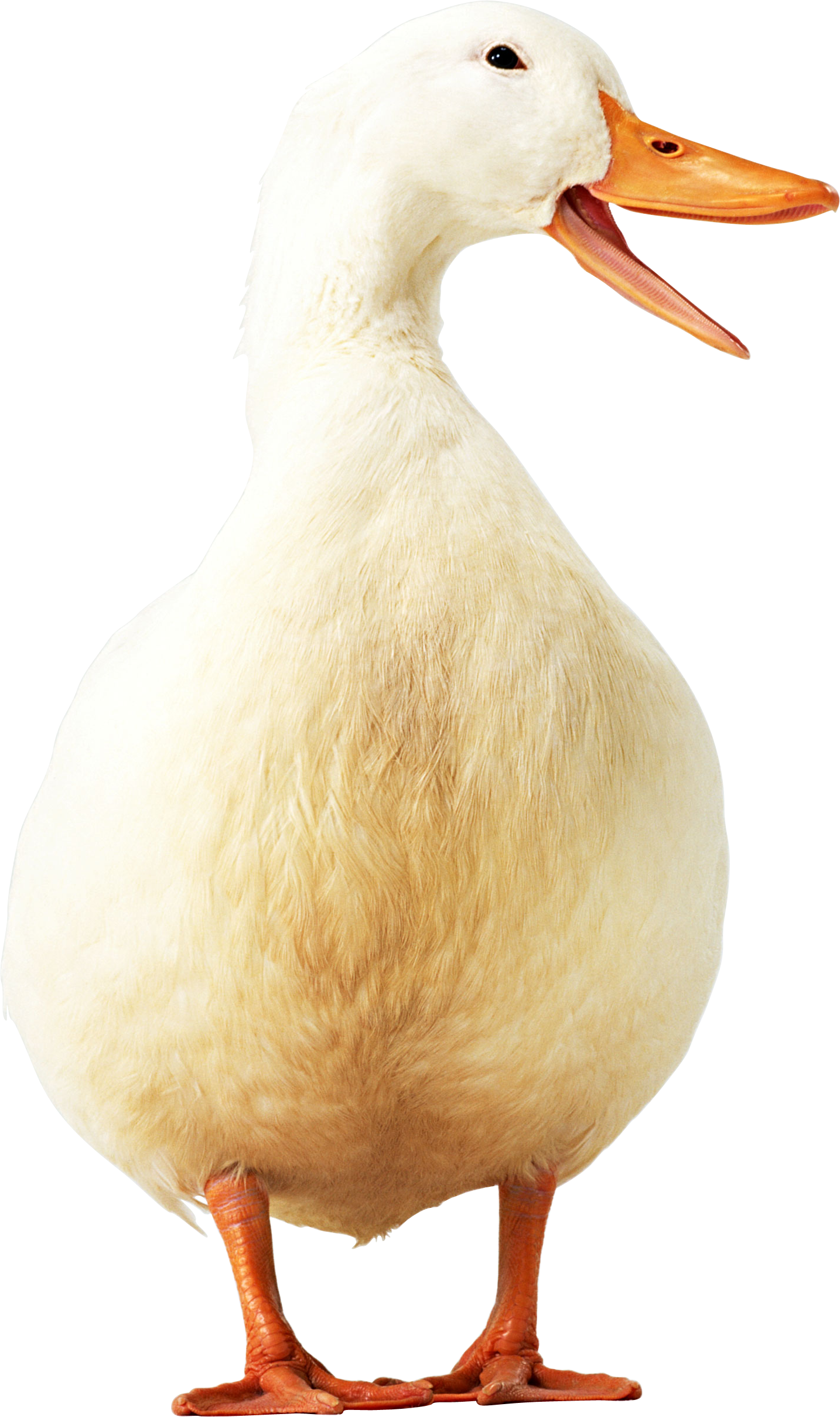 Pato Domestico Png Clipart (1434x2419), Png Download