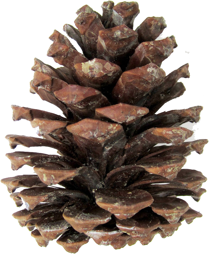 Download Pine Cones Png Transparent Pine Cone Png Clipart Png