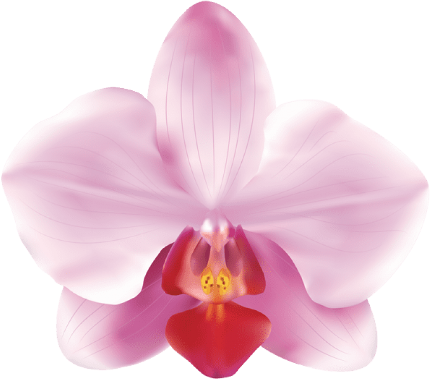 Download Free Png Download Pink Orchids Png Images Background - Pink