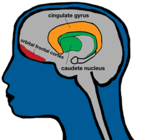 Download Brain Clipart Prefrontal Cortex - Png Download Png Download 