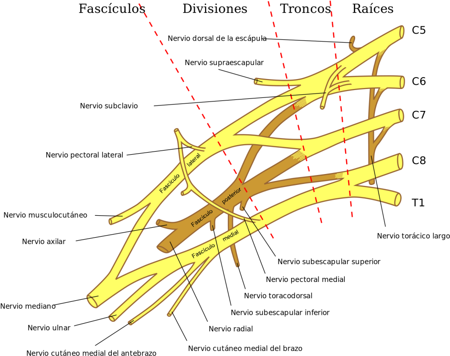 Brachial Plexus Clipart - Large Size Png Image - PikPng