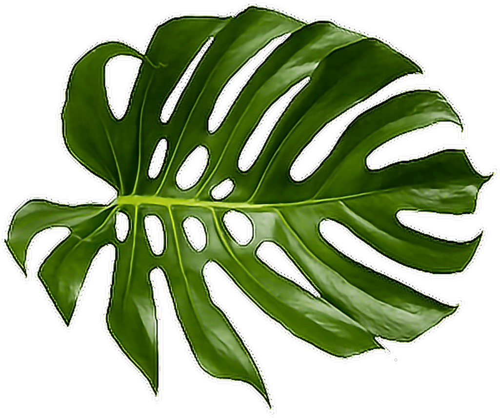 Download Tropical Png - Green Tropical Leaf Png Clipart Png Download