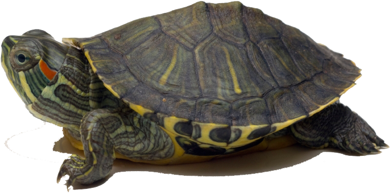 Healthy Baby Red Eared Slider Clipart - Large Size Png Image - PikPng