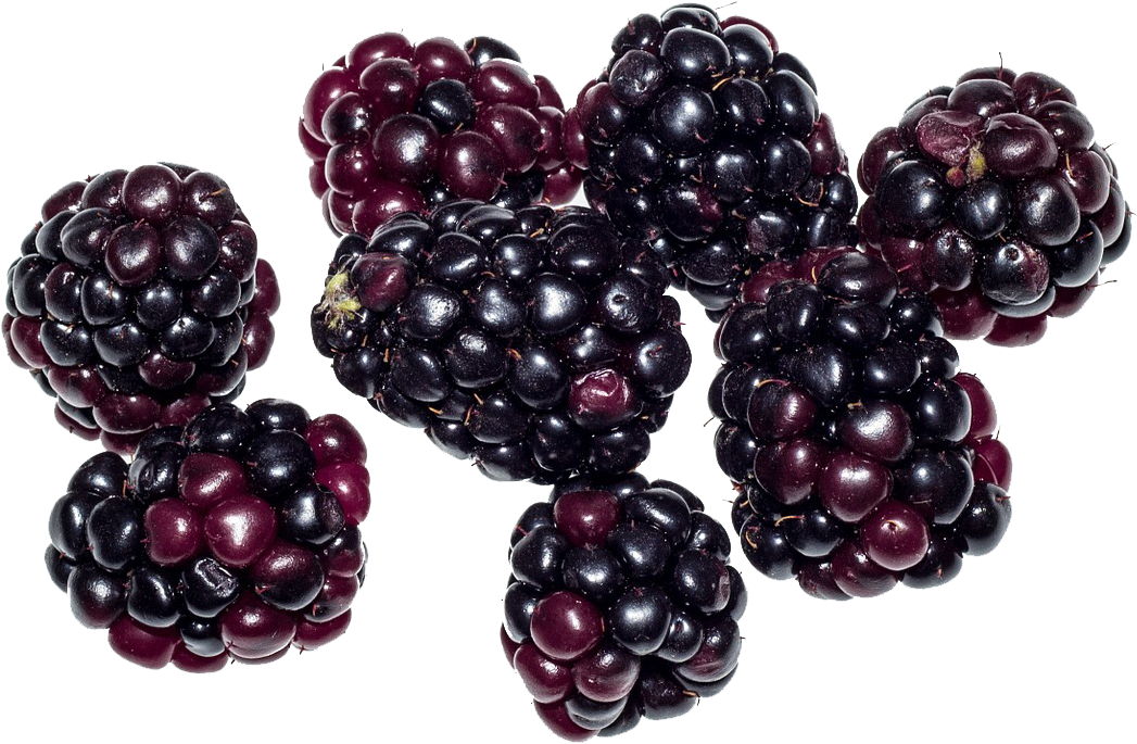 Berries Png , Png Download Clipart - Large Size Png Image - PikPng