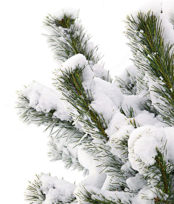 Download #snowtree #snow #branch - Snow Covered Pine Tree Png Clipart