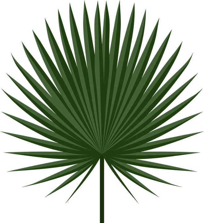 Download Free Palm  Leaf  Download Transparent Background 