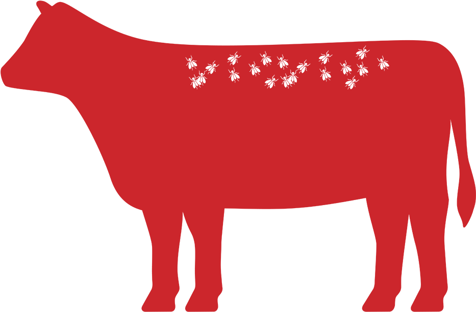 Image Image - Bull Clipart (960x960), Png Download