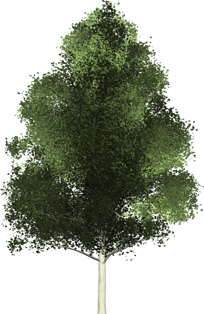 Download 1080 X 1020 12 0 - Tree From Above Transparent Clipart Png