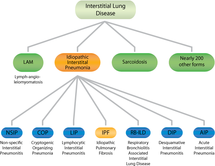 Iip Forms - Idiopathic Pulmonary Fibrosis Types Clipart - Large Size ...