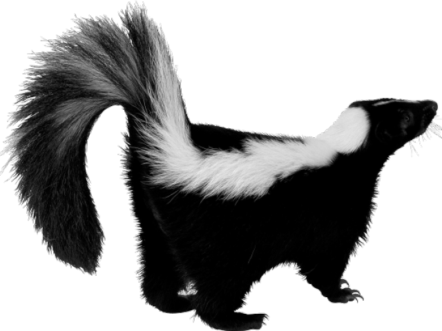 Download Skunk Png Transparent Images - Skunk Transparent Background ...