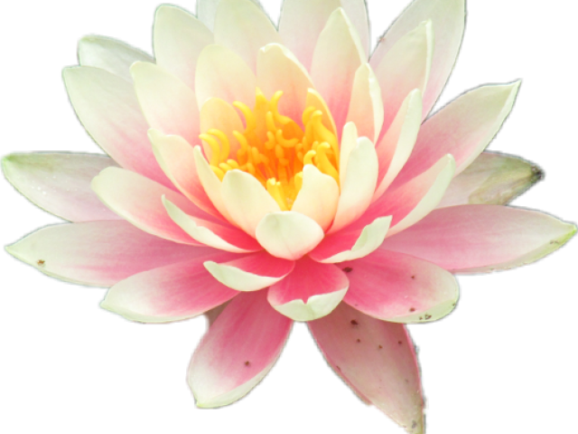 Sacred Lotus Clipart - Large Size Png Image - PikPng