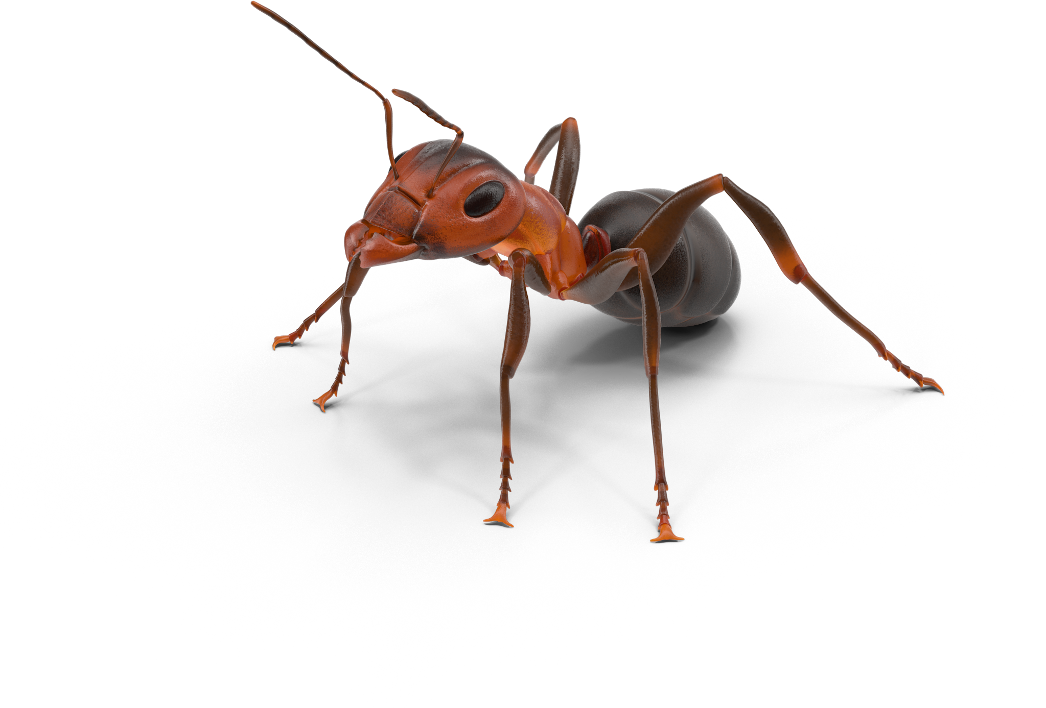 Ant Control Rockwall Texas First Response Lawn - Hornet Clipart (2048x2048), Png Download