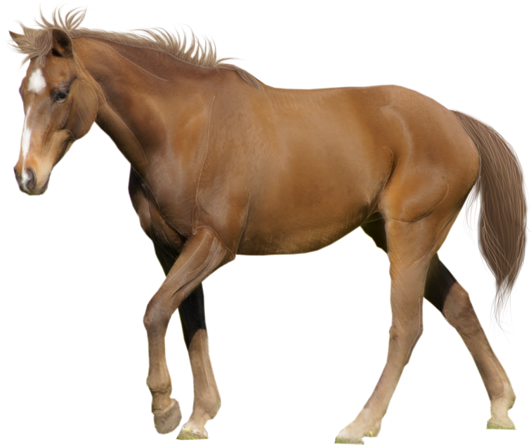 Download Gambar Kuda Png - Horse Photo White Background Clipart Png