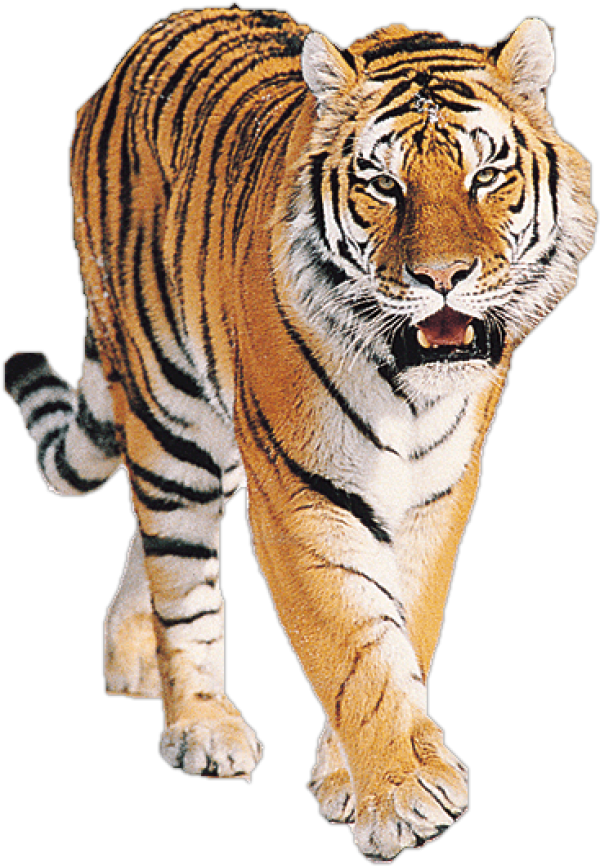 Tiger Png Free Download Tiger Png Hd Clipart Large Size Png Image Pikpng
