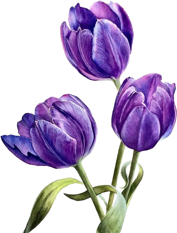 Download Flower Watercolor Transprent Png Free Plant Petal Clipart Png