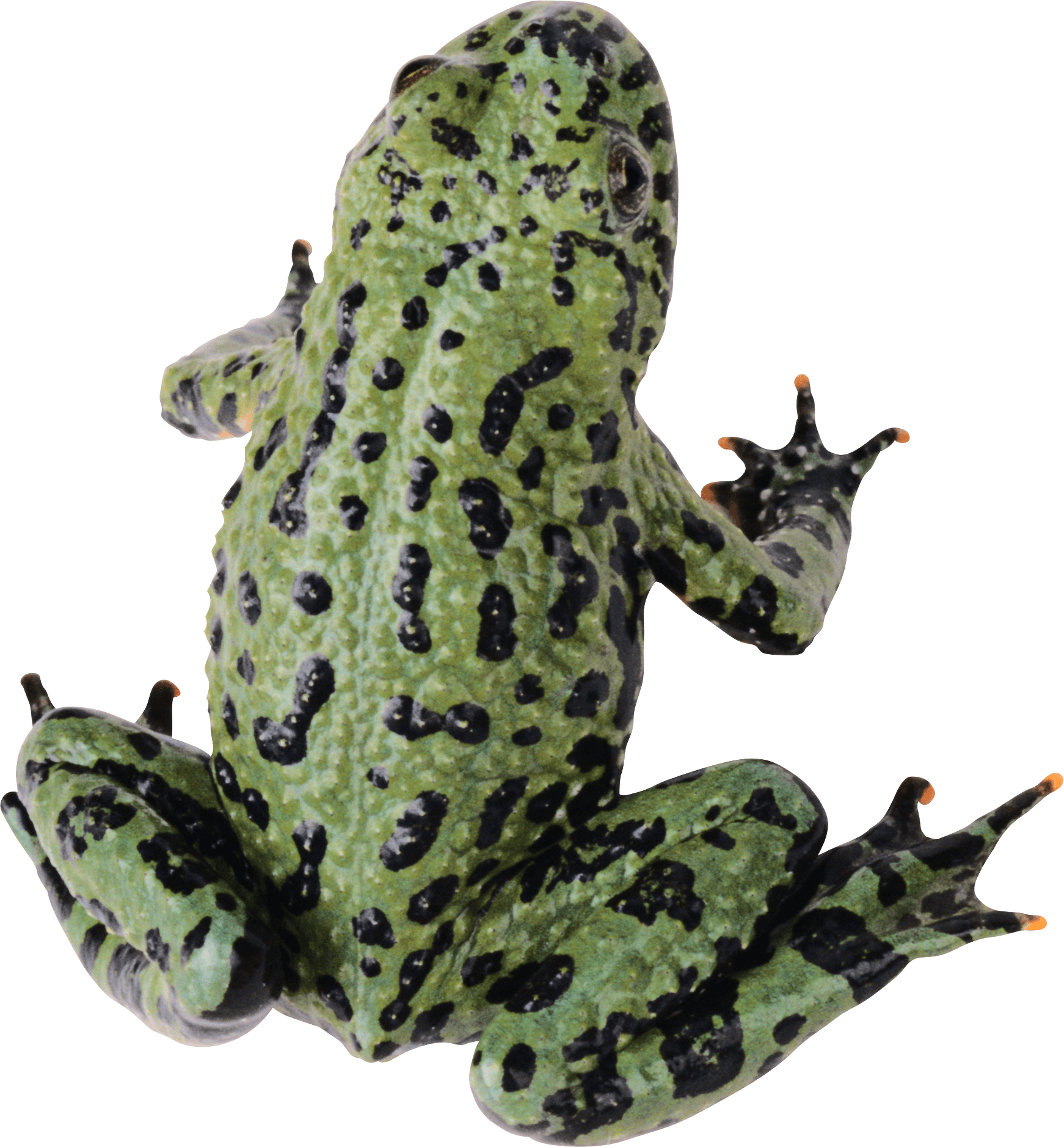 Download Green Frog - Frog With Clear Background Clipart Png Download ...