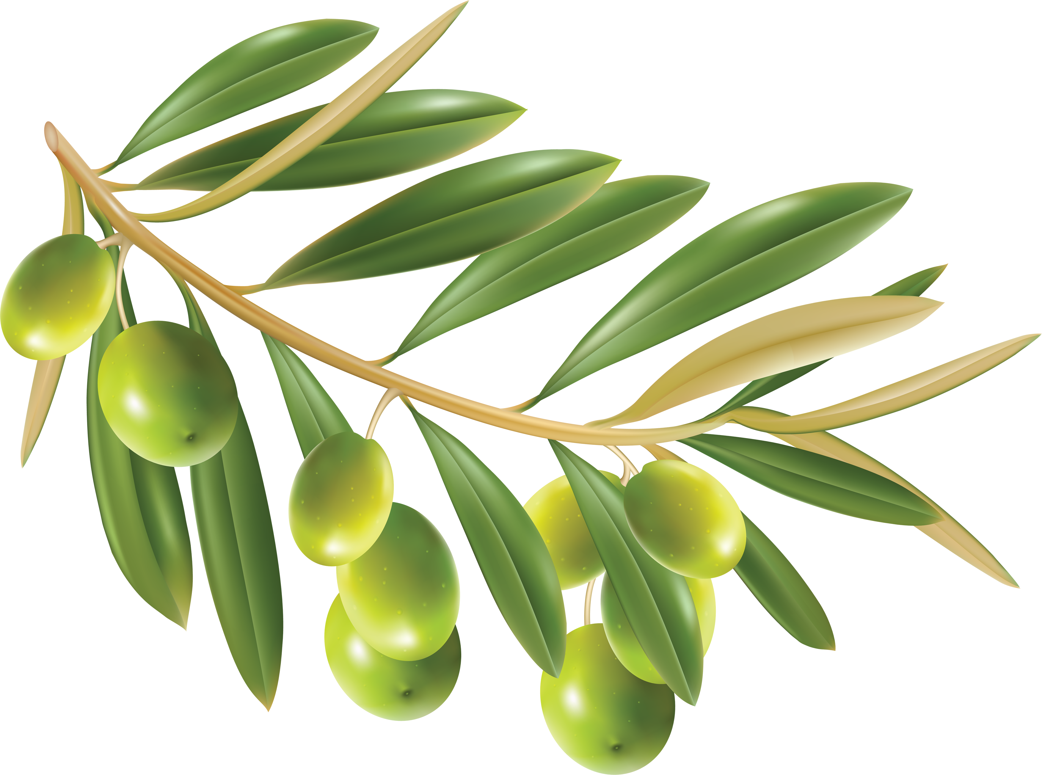 Olive Png Clipart (3504x2606), Png Download
