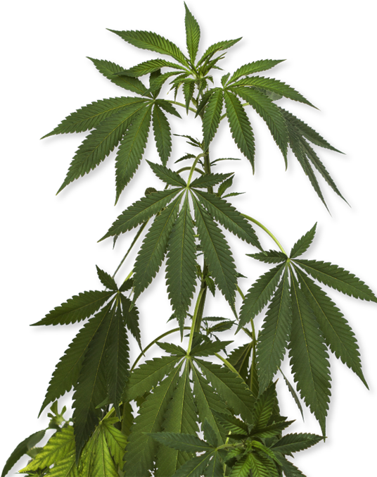 Cannabis Plant Png - PNG Image Collection