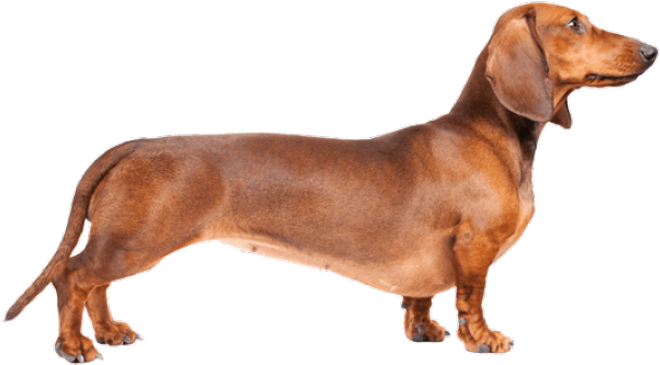 Dachshund Clipart Transparent Weiner Dog Transparent Background Png Download Large Size Png Image Pikpng