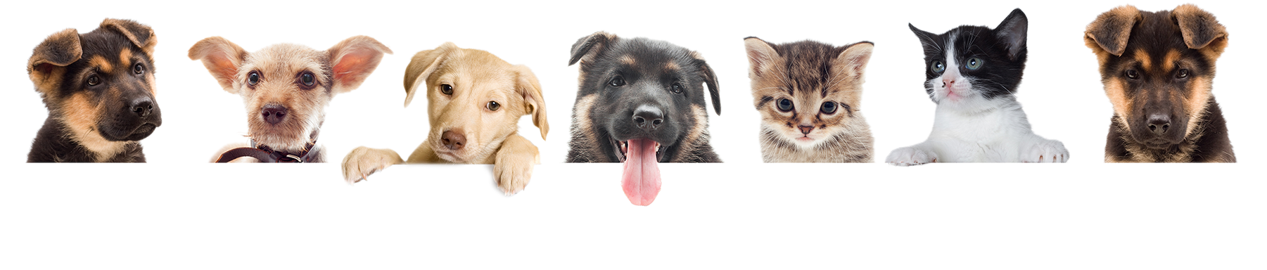 Download Pets Png - Dog Clipart Png Download - PikPng