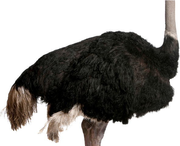Ostrich Clipart Realistic - Png Download (640x480), Png Download