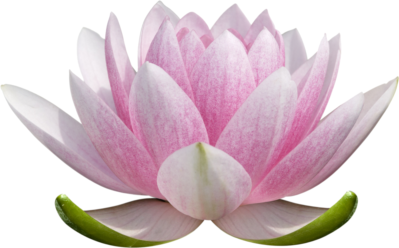 How to Draw a Lotus Flower - Create Your Own Lotus Sketch