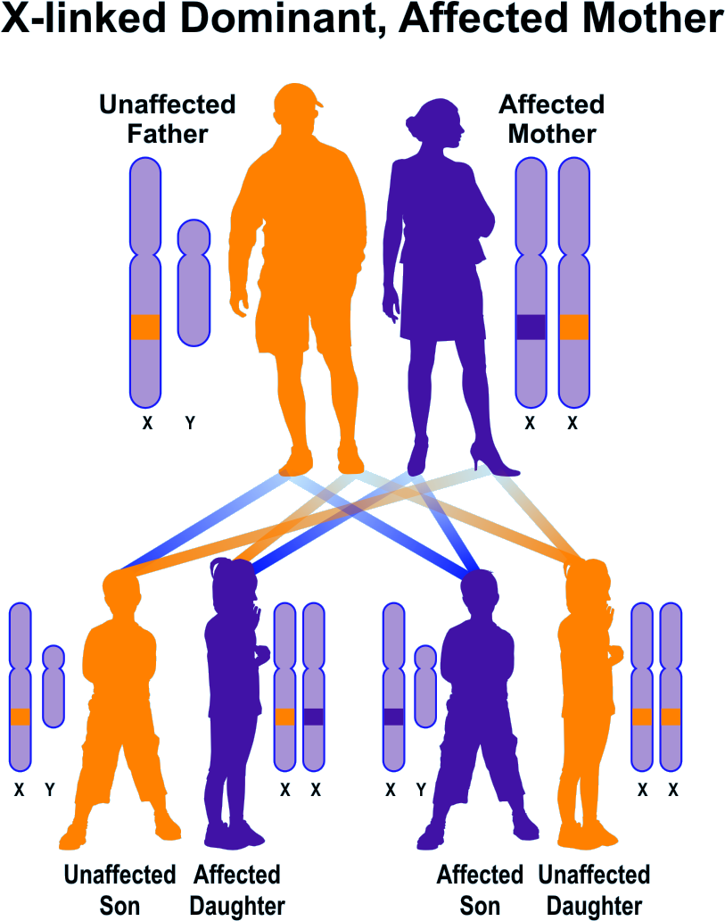 X Linked Dominant Mother Affected X Linked Dominant Clipart Large Size Png Image Pikpng 0135