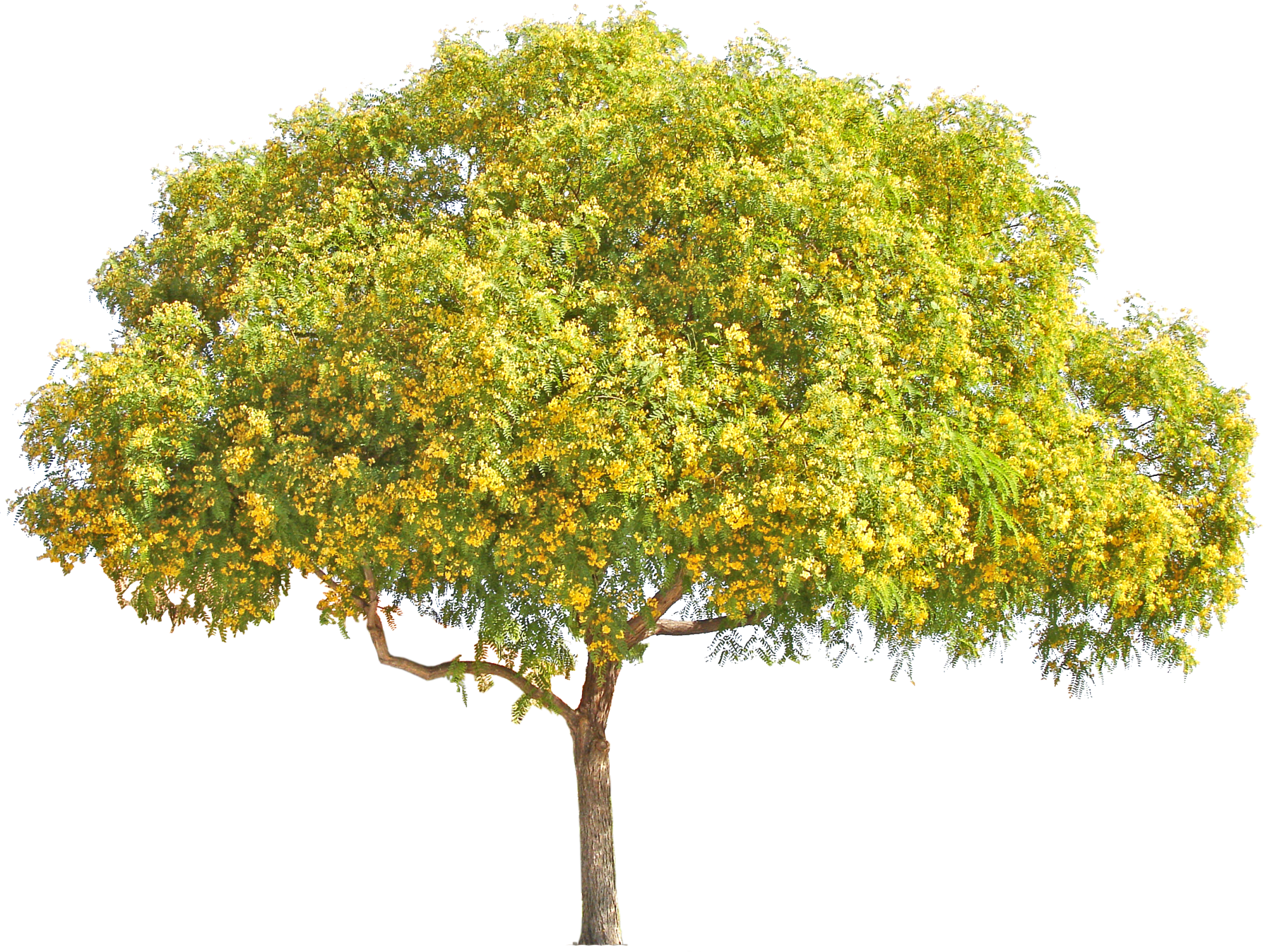 Download Yellow Flower Tree Png , Png Download Clipart Png Download