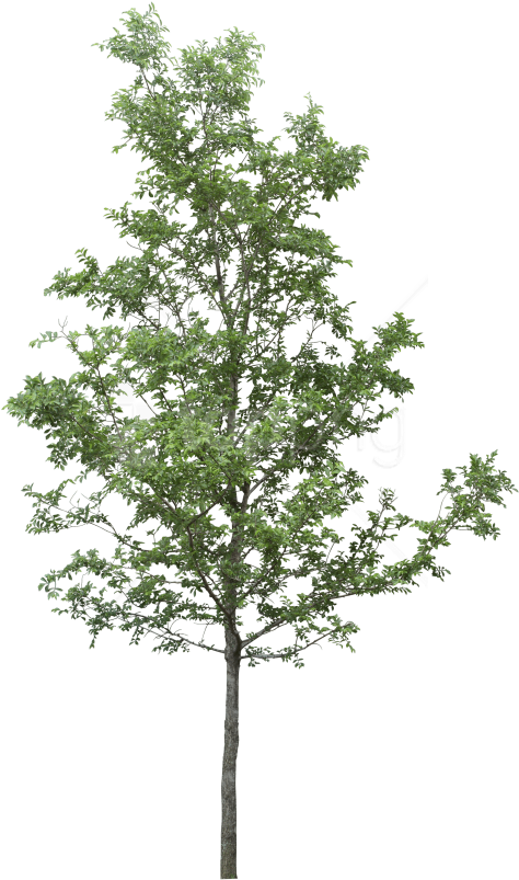 Free Png Tree Png Images Transparent Clipart Large Size Png Image Pikpng