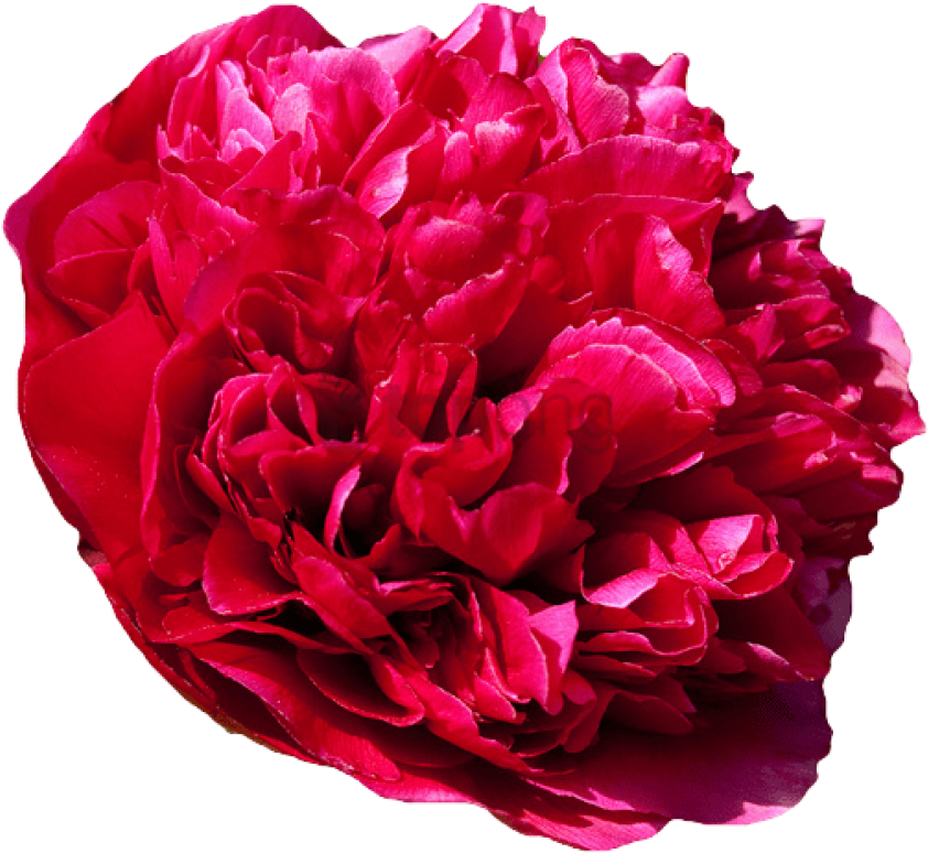 Free Png Download Transparent Flower Tumblr Png Images - Common Peony ...