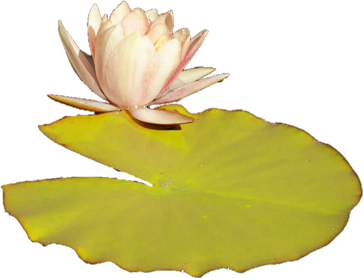 Download Lilly Pad Png - Transparent Lily Pad Png Clipart Png Download