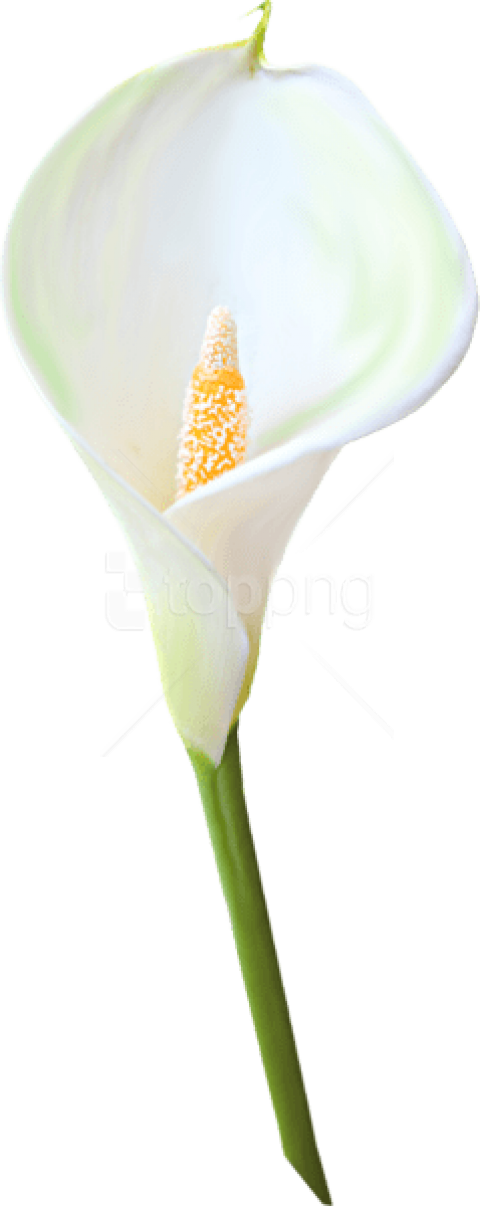 Free Png Download Transparent Calla Lily Flower Png White Calla Lilies Transparent Clipart Large Size Png Image Pikpng