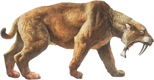 Download Tigers Drawing Saber Tooth Tiger - Sabre Tooth Tiger Png