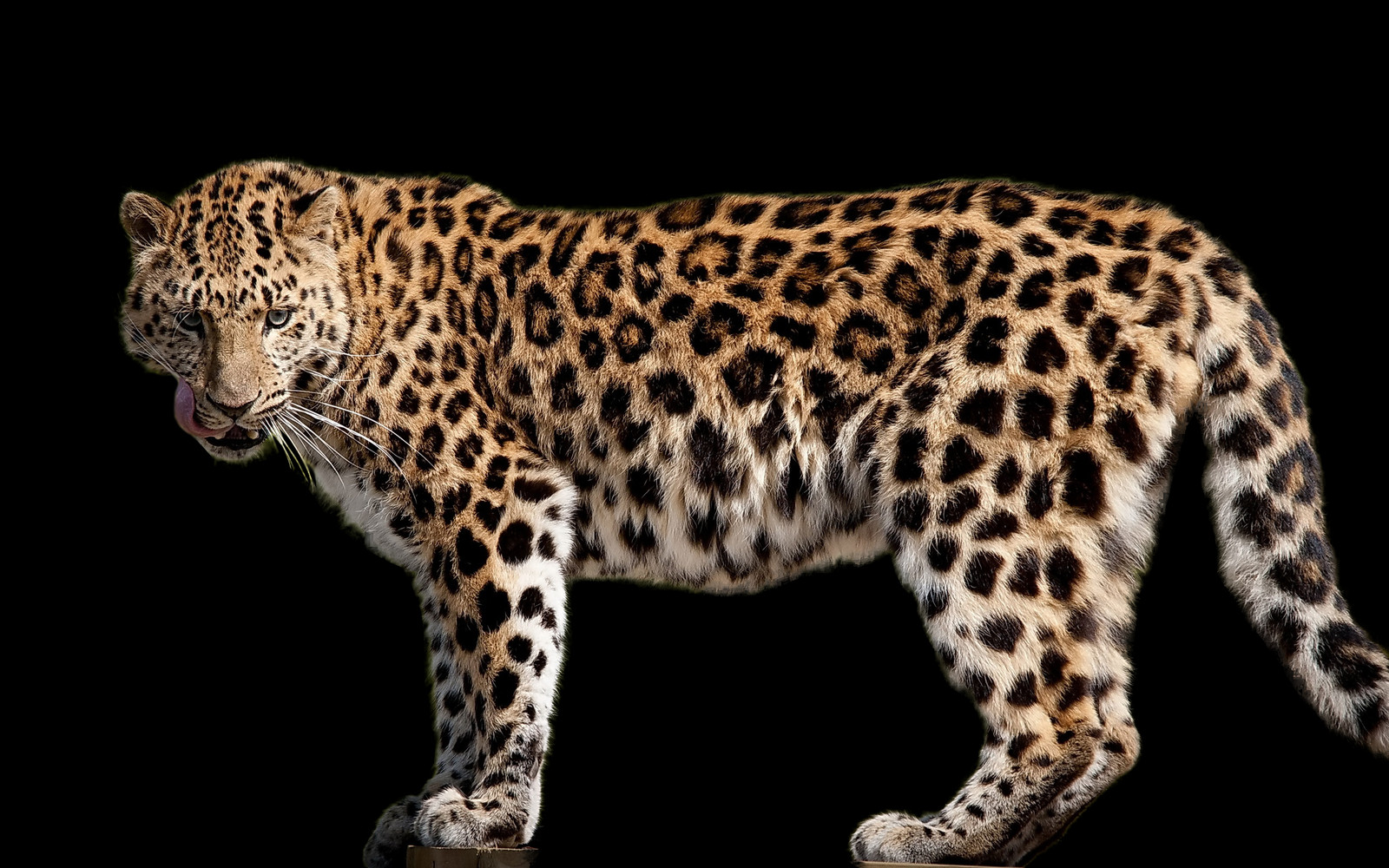 Download Jaguar Side View Animal Clipart - Large Size Png Image - PikPng