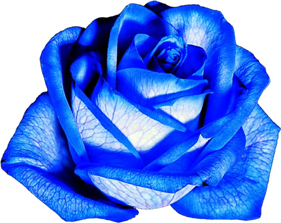 Gambar Bunga Png Blue Roses Png Gambar Bunga Mawar Biru Png Clipart - Riset