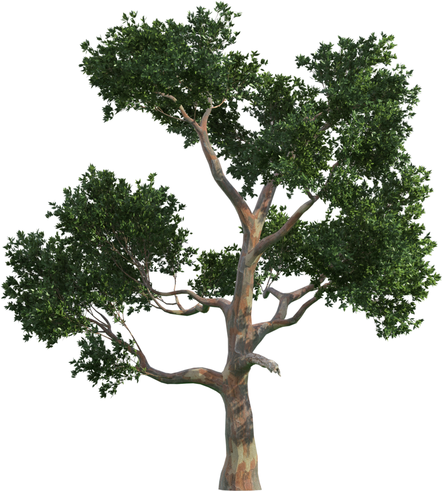 Download Trees Tree Vecteur Gratis Png Image High Quality Clipart - 樹木 ...