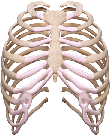 Rib Cage Png - Rib Cage Transparent Clipart - Large Size Png Image - PikPng