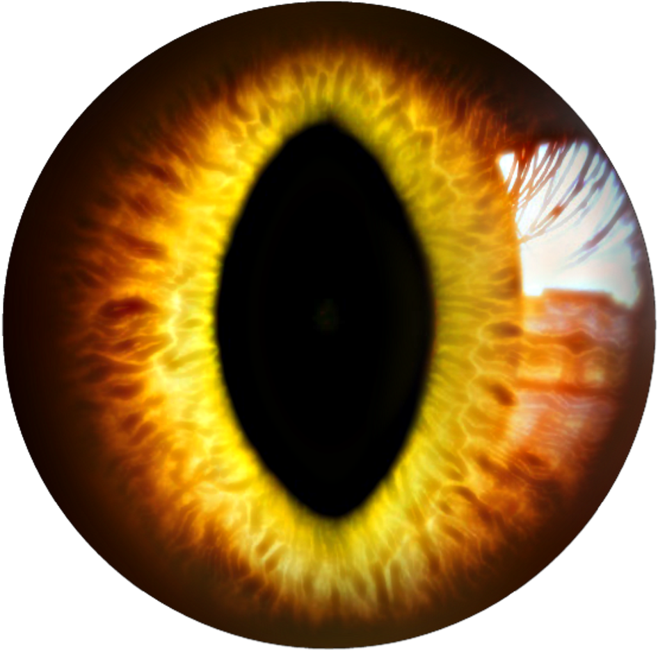 Eye Sticker By Official - Close-up Clipart - Large Size Png Image - PikPng