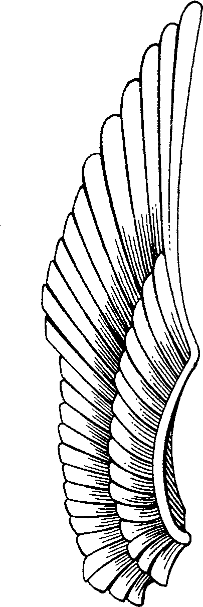 516 X 1396 7 0 - Wings Drawing Clipart (516x1396), Png Download