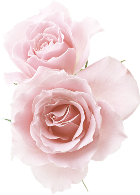 Download Rose☆ Red Flowers, Pink Roses, Flower Png Images, Pastel