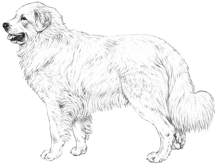 Great Pyrenees Great Pyrenees Black Background Clipart Large Size Png Image Pikpng