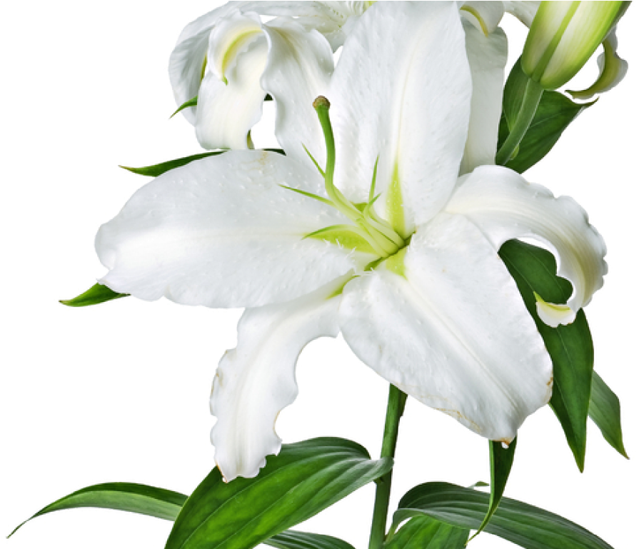 Transparent Background Lily Flower Clipart - Png Download - Large Size 