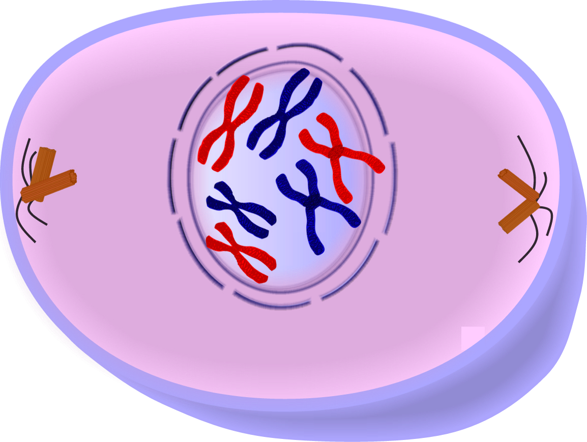 Download Chromatin Drawing Chromosome Sister Chromatids - Cell In ...