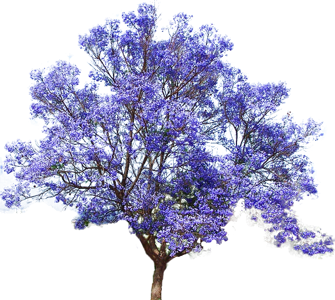 Download Photo Arbol Lila Zpslqyqjqpy - Jacaranda Tree Png Clipart Png