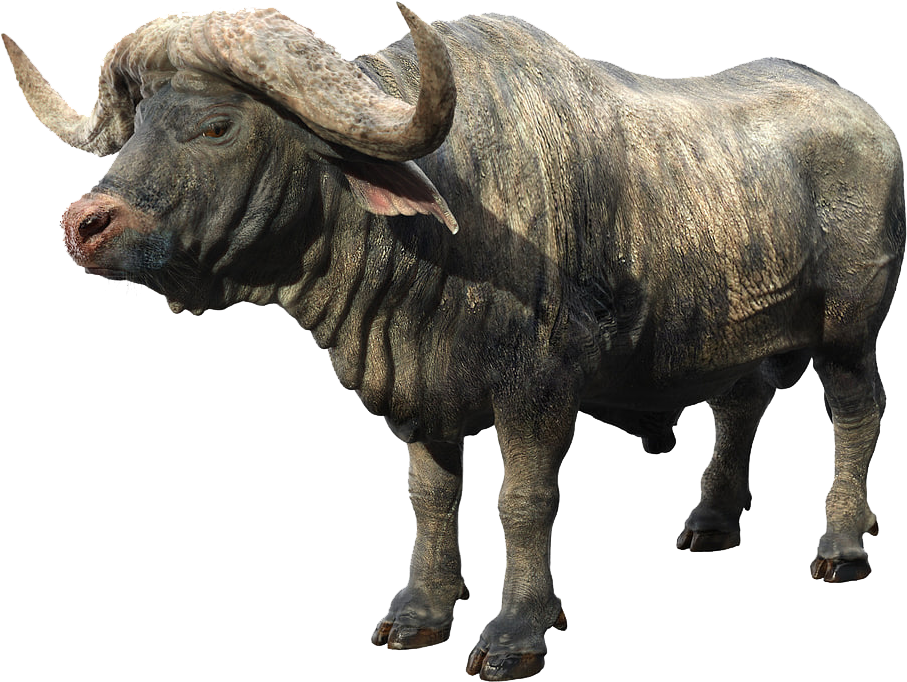 African Buffalo Png Background African Buffalo Png Clipart Large Size Png Image Pikpng