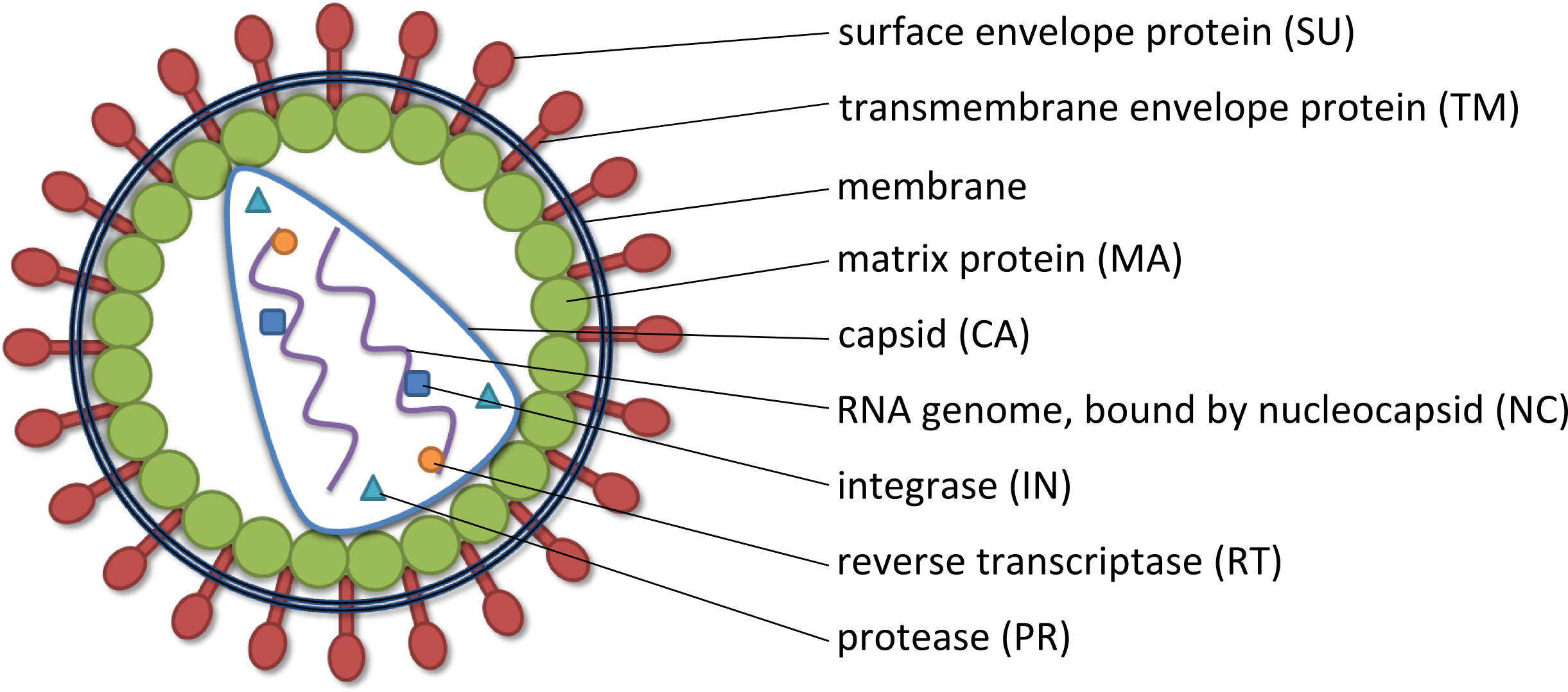 Nucleic Acid Delivery Lentiviral - Coronavirus Png Clipart - Large Size ...