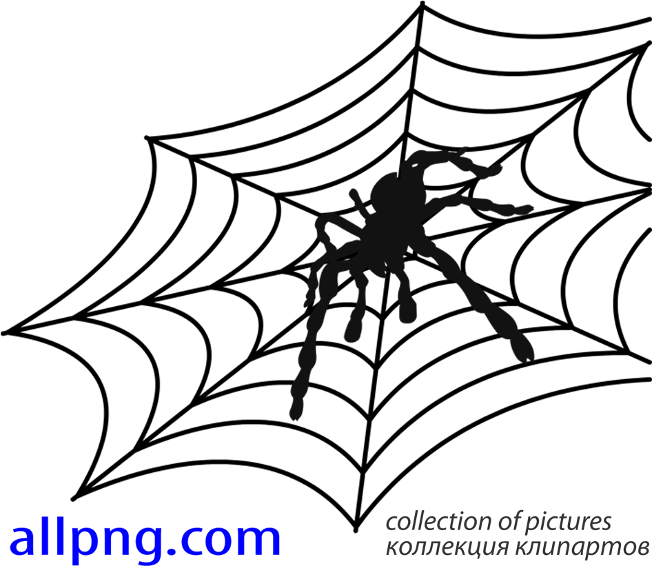 Download Spider Web Vector Png - Spider Web Clipart Png Download - PikPng