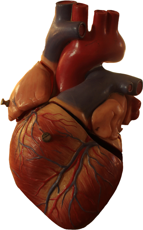 Download Interesting Facts About Humans, Anatomical Heart, Human
